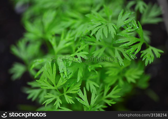 Close-up of leaves, Lake of the Woods, Ontario Canada