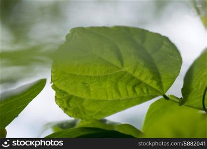 Close-up of leaves, Lake Of The Woods, Ontario, Canada
