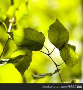 Close-up of leaves, Lake Of The Woods, Ontario, Canada