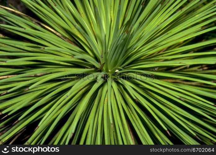 Close-up of leaves of a lush green plant