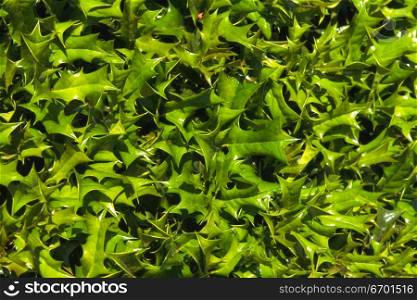 Close-up of leaves of a plant