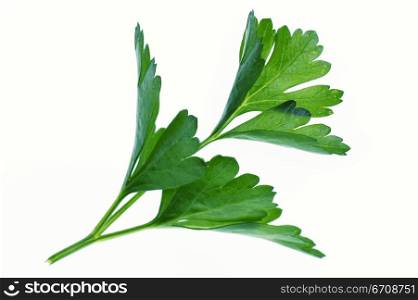 Close-up of leaves of parsley
