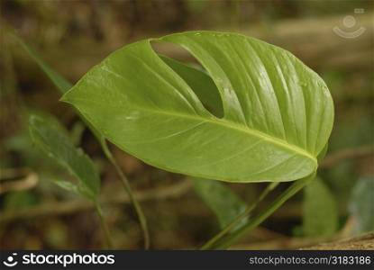 Close up of leaves on a plant