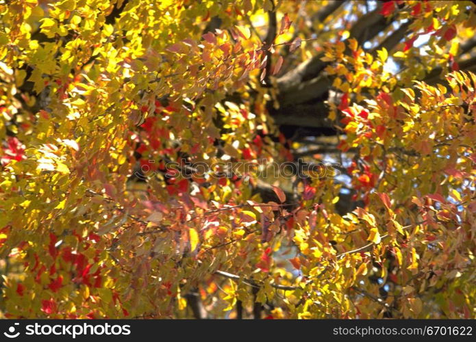 Close-up of leaves on a tree