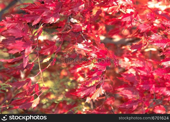 Close-up of leaves on a tree