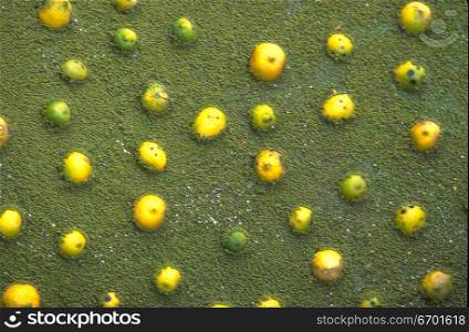 Close-up of lemons embedded in a stucco wall