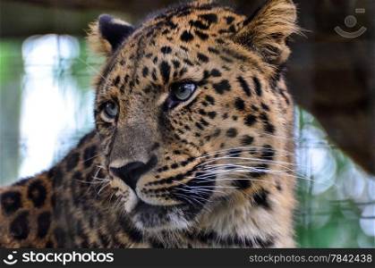 Close up of Leopard