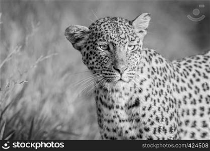 Close up of Leopard head in black and white in the Central Khalahari, Botswana.