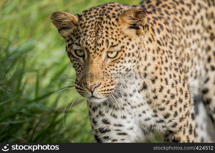 Close up of Leopard head in the Central Khalahari, Botswana.