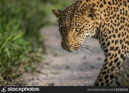 Close up of Leopard head in the Central Khalahari, Botswana.