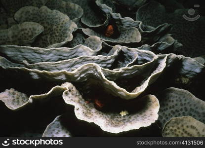 Close-up of Lettuce coral (Agaricia agaricites), Pemba Channel, Tanzania