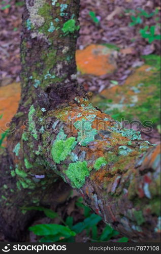 Close-up of Lichen and moss-covered bark