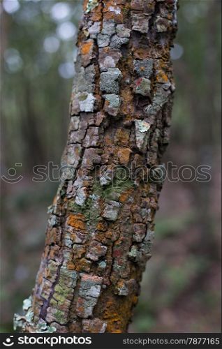 Close-up of Lichen and moss-covered bark