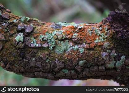 Close-up of Lichen and moss-covered bark