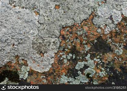 Close-up of lichen on rock