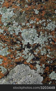 Close-up of lichen on rock