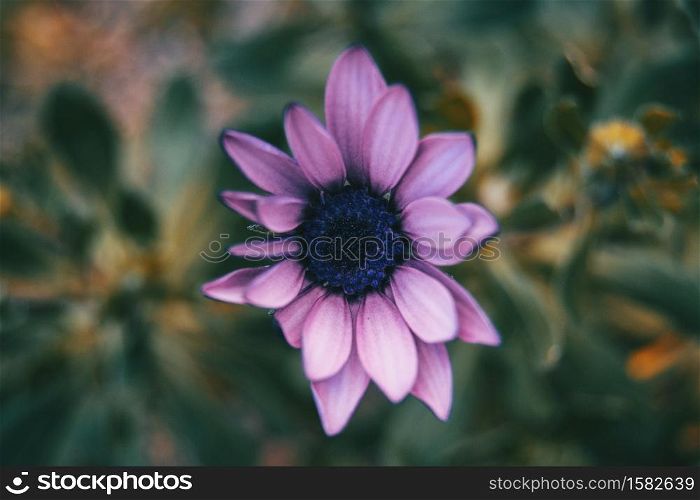 Close-up of lilac flower of osteospermum ecklonis in nature with leaves background