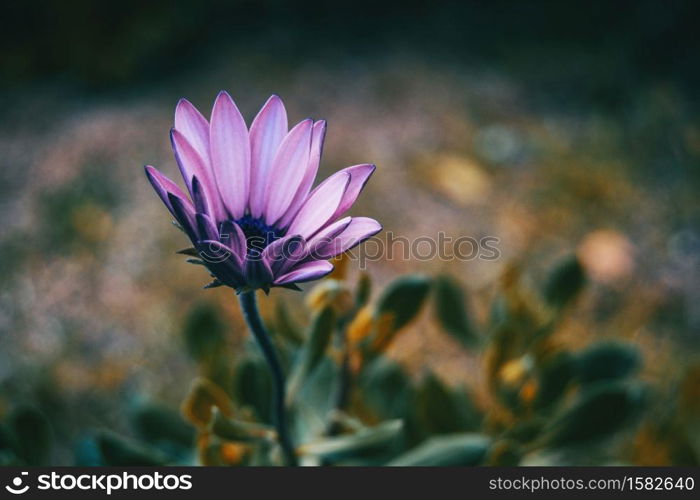 Close-up of lilac flower of osteospermum ecklonis in nature with leaves background