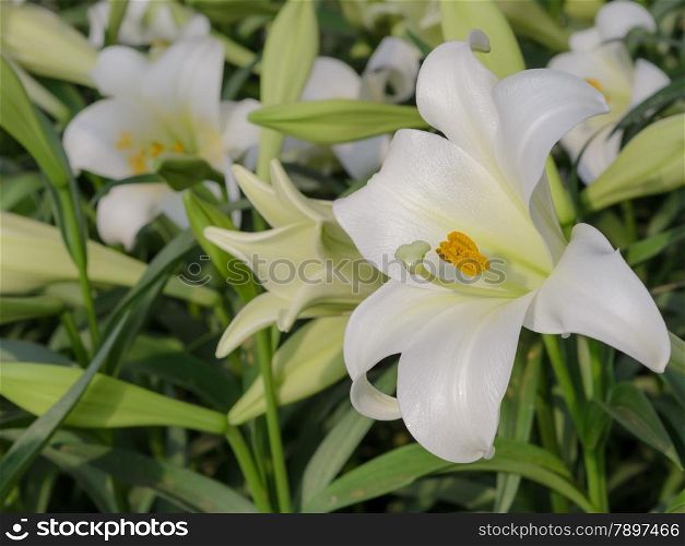Close up of Lilium longiflorum (Easter lily)