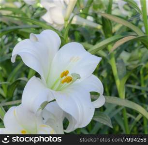 Close up of Lilium longiflorum (Easter lily)