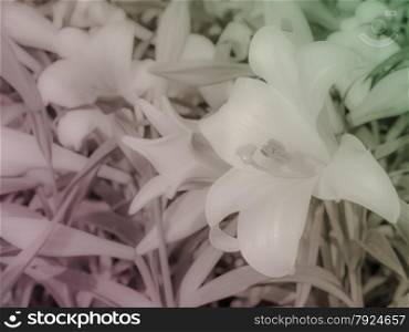 Close up of Lilium longiflorum (Easter lily) flower