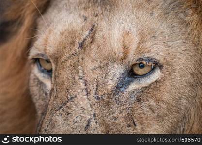 Close up of Lion eyes in the Kruger National Park, South Africa.
