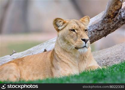 Close-up of lion lying on green grass while looking away