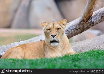 Close-up of lioness lying on green grass while looking away