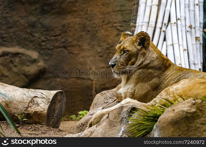 Close up of lioness lying on the ground with a bamboo on the background. Predator having a rest, view from the side. Close up of lioness lying on the ground with a bamboo on the background. Predator having a rest, view from the side.
