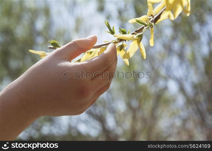 Close up of little girls hand touching a yellow blossom on a tree, outdoors in the park in springtime