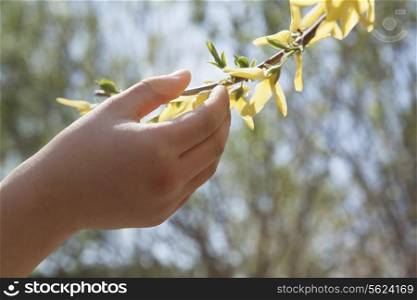Close up of little girls hand touching a yellow blossom on a tree, outdoors in the park in springtime