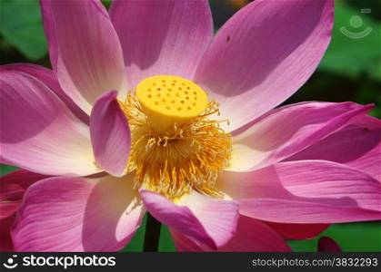 Close up of lotus flower in spring, vibrant pink petal with green lotus leaf make beautiful, abstract background