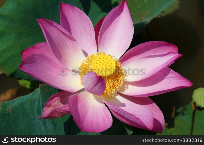 Close up of lotus flower in spring, vibrant pink petal with green lotus leaf make beautiful, abstract background
