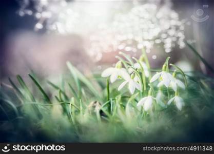 Close up of lovely snowdrops flowers in grass with bokeh, spring outdoor nature background