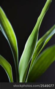 Close-up of lucky bamboo leaves.