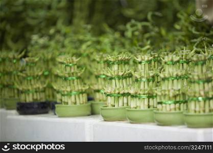 Close-up of lucky bamboo plants in a store, Chinatown, Singapore