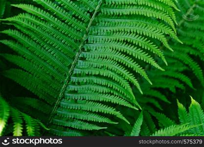 Close-up of lush bushes of vibrant green ferns in the forest