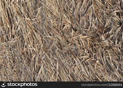 Close up of lying dry grass background