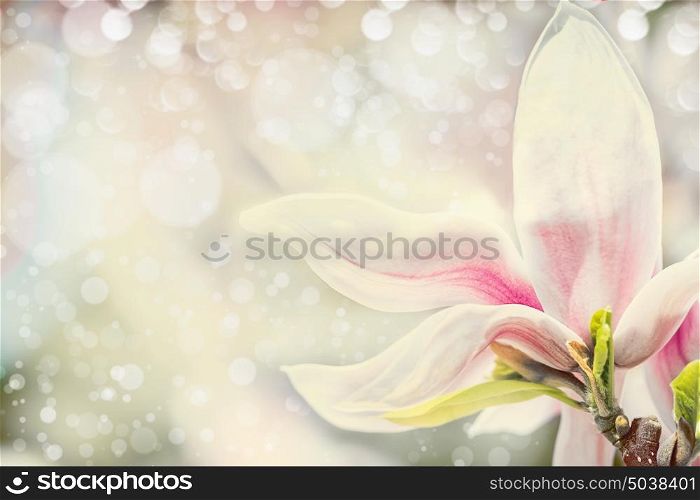 Close up of magnolia flower at pastel background with bokeh. Springtime nature background, floral border