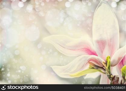 Close up of magnolia flower at pastel background with bokeh. Springtime nature background, floral border