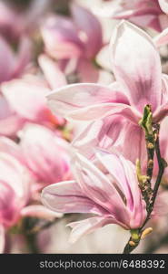 Close up of magnolia flowers