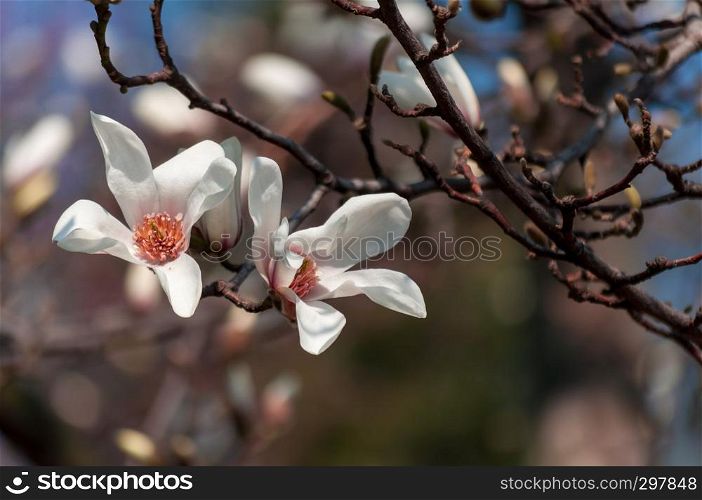 Close-up of magnolia tree flowers in a park