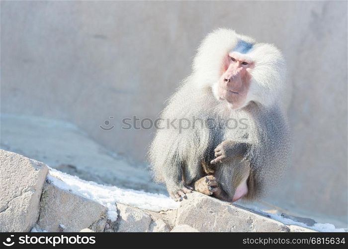 Close up of male hamadryas baboon in the winter
