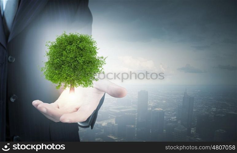 Close up of male hand holding green tree. Stop deforestation
