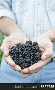 Close Up Of Man Holding Freshly Picked Blackberries