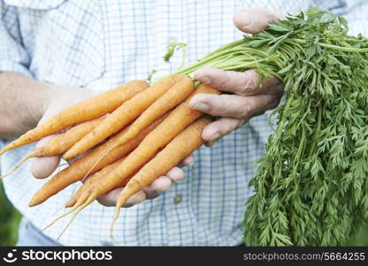 Close Up Of Man Holding Freshly Picked Carrots