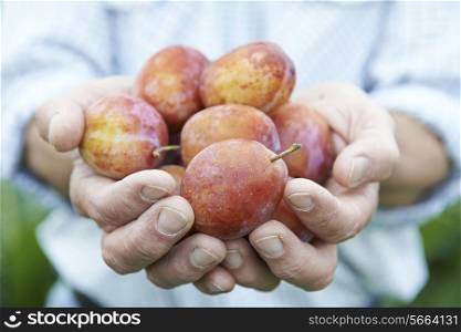 Close Up Of Man Holding Freshly Picked Plums