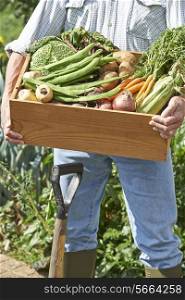 Close Up Of Man On Allotment With Box Of Home Grown Vegetables