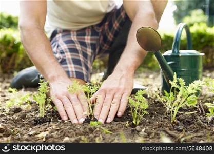 Close Up Of Man Planting Seedlings In Ground On Allotment