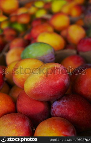 Close-up of mangoes